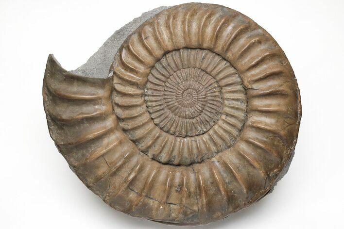 Ammonite (Paracoroniceras) Fossil - Dorset, England #211932